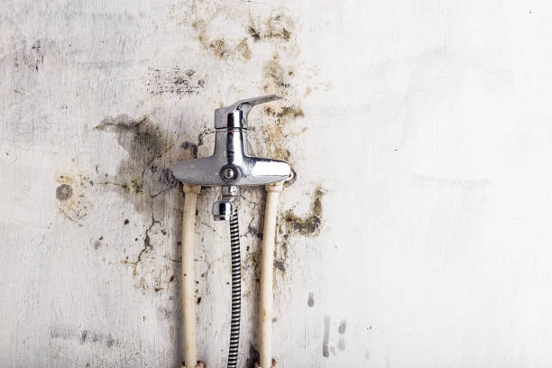 Best Mold Damage Repair  in Oak Grove, MS