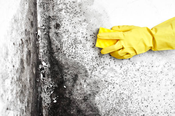 Mold Removal Process in Oak Grove, MS