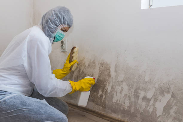 Best Certified Mold Removal  in Oak Grove, MS