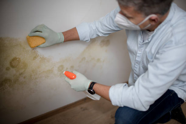 Best Mold Remediation Experts  in Oak Grove, MS