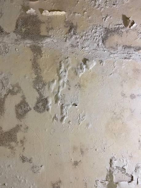 Best Black Mold Removal  in Oak Grove, MS