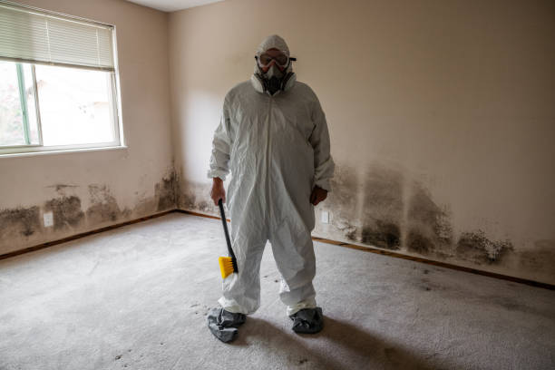 Attic Mold Removal in Oak Grove, MS