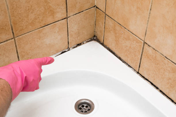 Home Mold Removal in Oak Grove, MS